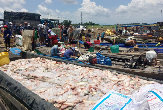 Cá chết hàng loạt trên sông La Ngà, Đồng Nai các năm trước. Ảnh IT