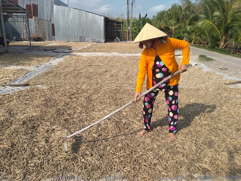 Cà Mau: Cả làng vứt đi thứ rác gì mà nông dân này nhặt về phơi phóng đem đi bán lại kiếm bộn tiền? - Ảnh 1.