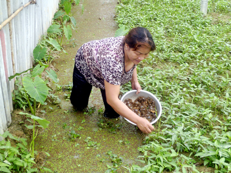 Quảng Ninh: Nuôi cua đồng trong ruộng rau muống, bắt lên bao nhiêu bán hết bấy nhiêu - Ảnh 1.