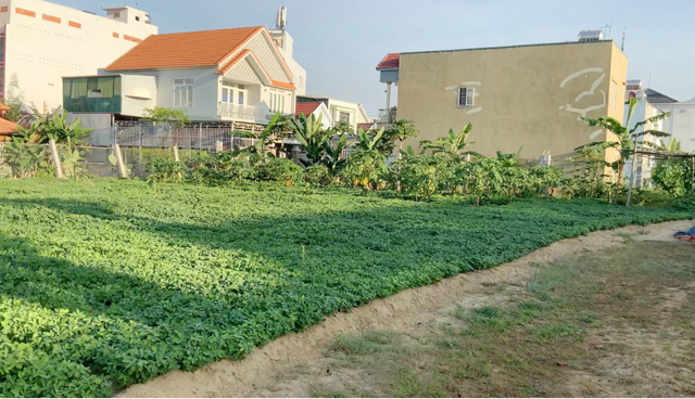 Quảng Ngãi: Chủ tịch tỉnh hồi đáp việc buộc khôi phục nguyên trạng đất cải tạo cây trồng  - Ảnh 7.