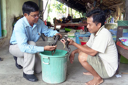 Hậu Giang: Rắn ri voi vào mùa sinh sản, nông dân bán 1 con bé tí giá 100.000 đồng - Ảnh 1.