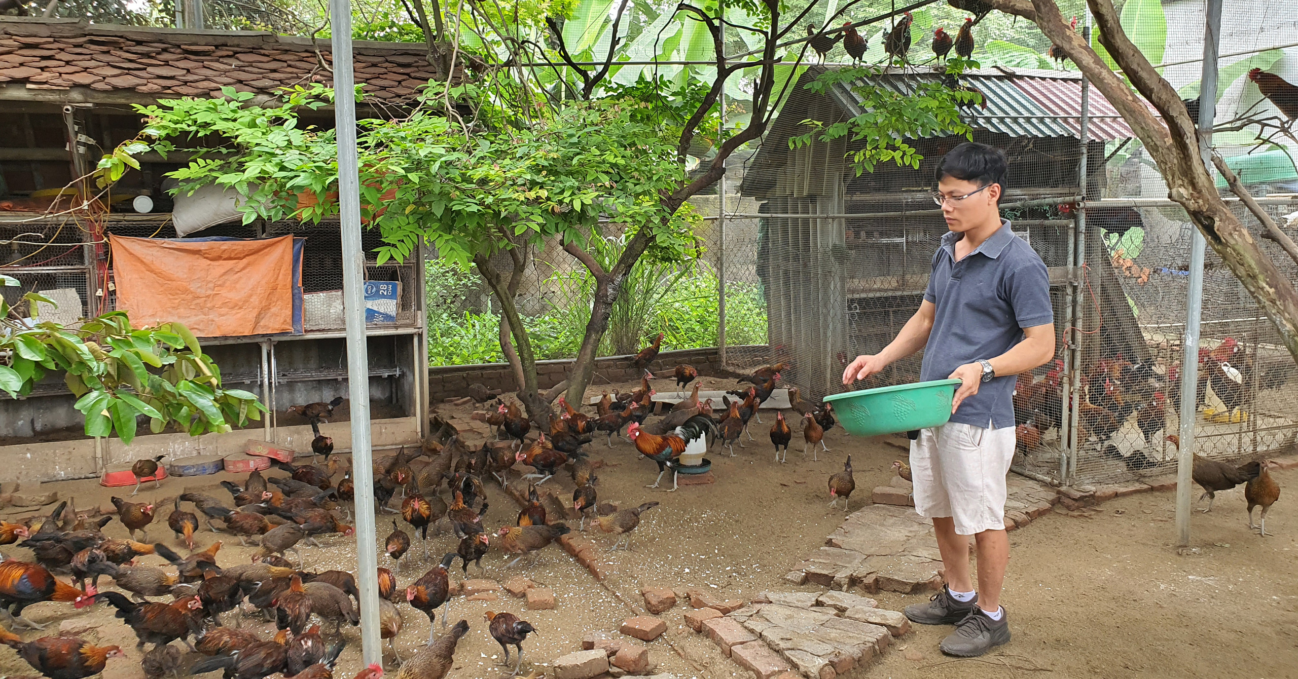 Nuôi gà rừng la liệt, thứ gà leo cây, con nào cũng đẹp, trai thành phố Thanh Hóa giàu to