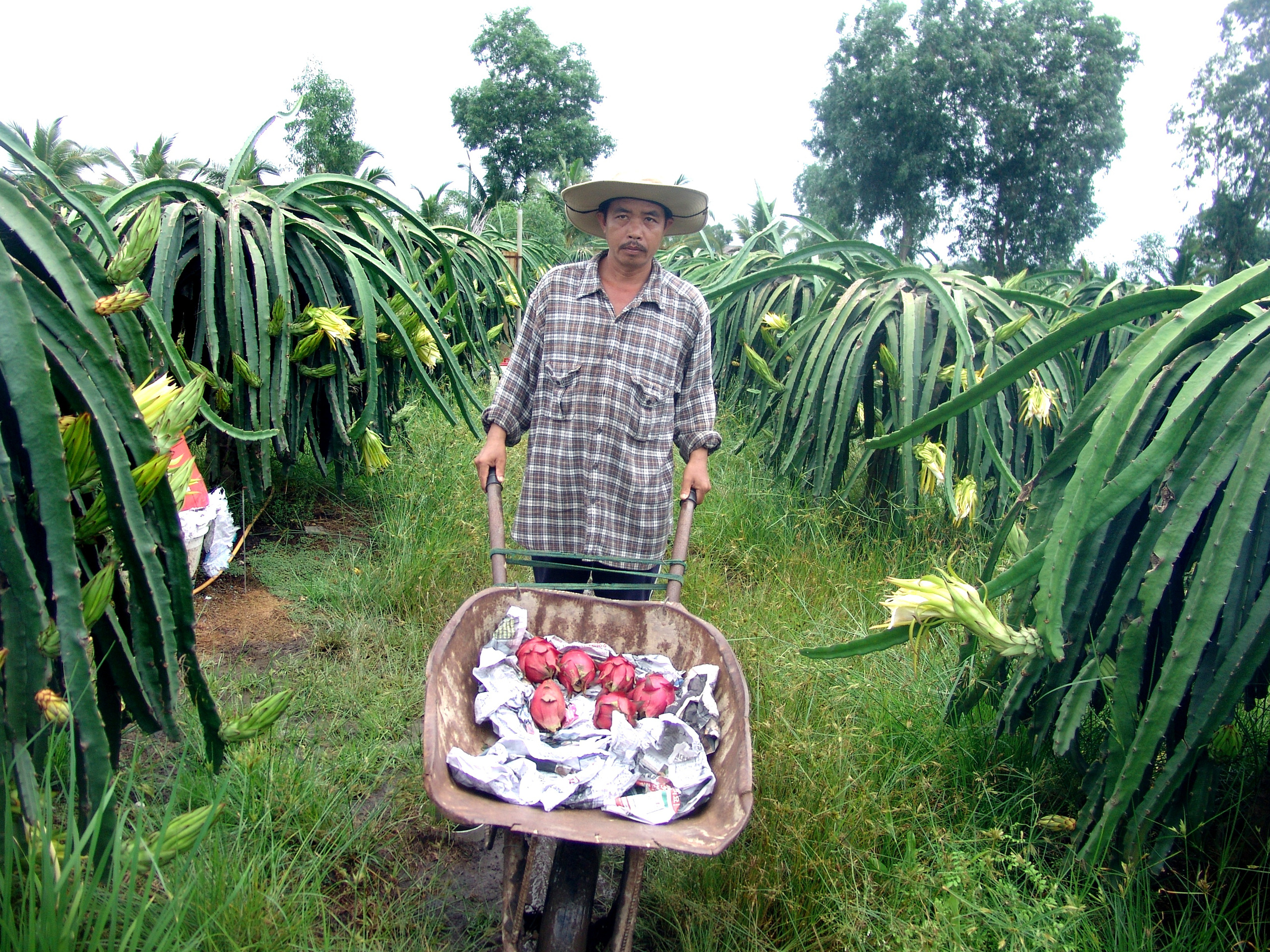 Độc đáo: Trồng thanh long ở “rốn” phèn Sài thành, anh nông dân mơ làm điều khác biệt - Ảnh 2.