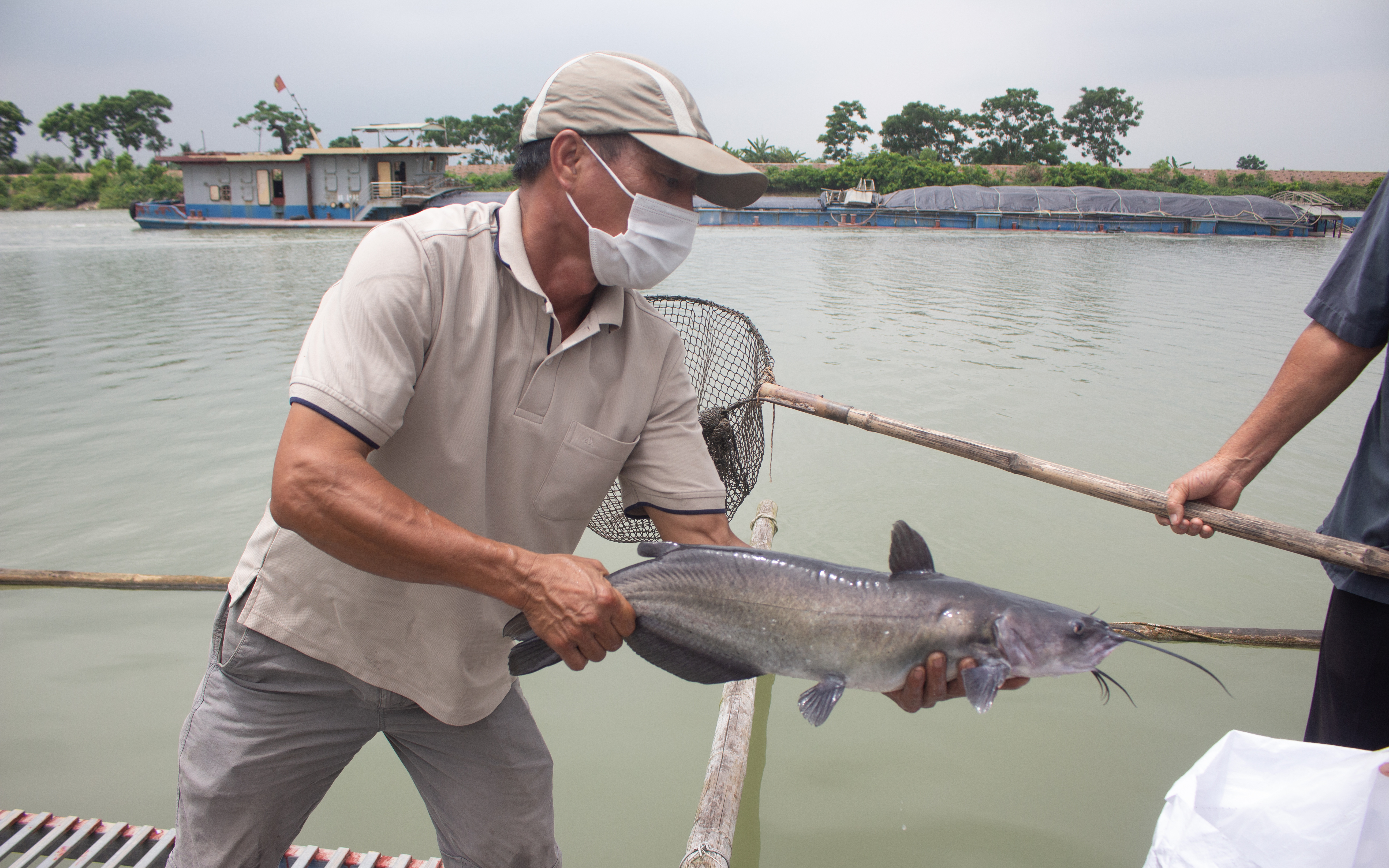Hải Dương: Giá cá giảm mạnh do dịch Covid-19, nhiều hộ nuôi cá lồng đứng trước nguy cơ phá sản
