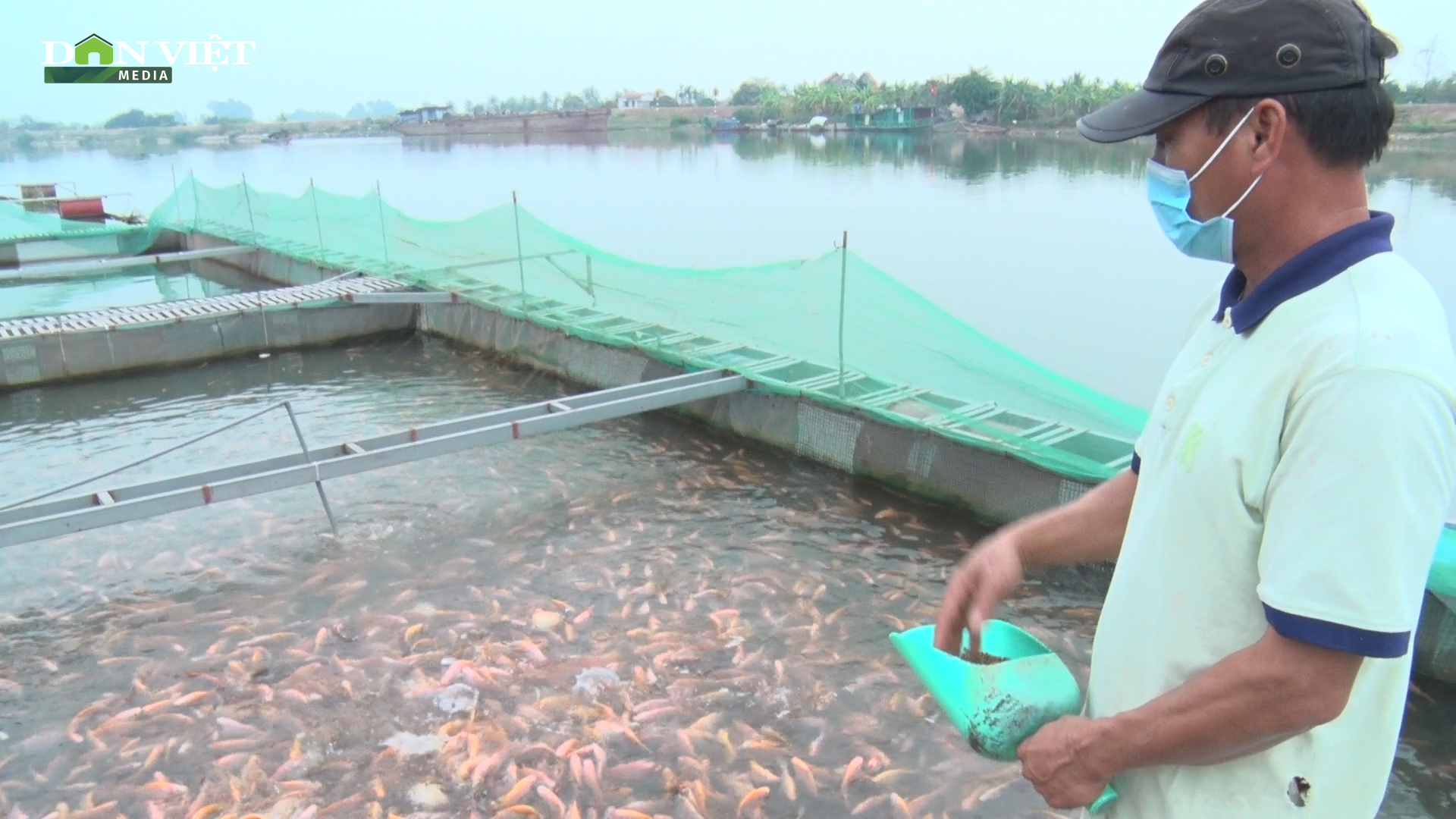 Hải Dương: Giá cá giảm mạnh do dịch covid 19, nhiều hộ nuôi cá lồng đứng trước nguy cơ phá sản - Ảnh 1.