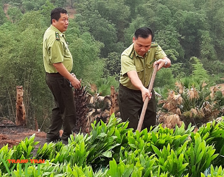 Hạt Kiểm lâm Mai Châu: Trồng rừng bằng giống nuôi cấy mô - hướng đi mới cho phát triển kinh tế rừng - Ảnh 1.