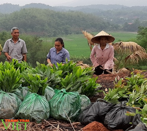 Hạt Kiểm lâm Mai Châu: Trồng rừng bằng giống nuôi cấy mô - hướng đi mới cho phát triển kinh tế rừng - Ảnh 2.