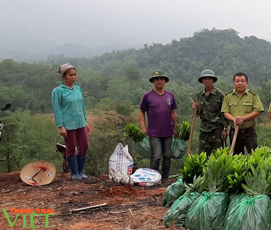 Hạt Kiểm lâm Mai Châu: Trồng rừng bằng giống nuôi cấy mô - hướng đi mới cho phát triển kinh tế rừng - Ảnh 3.