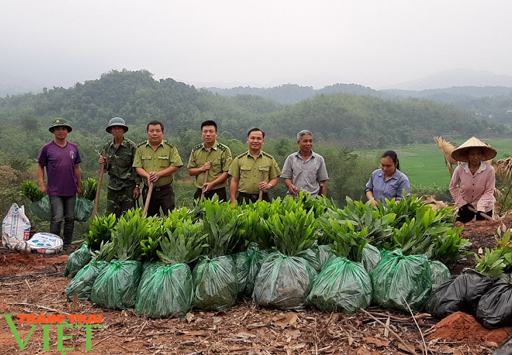 Hạt Kiểm lâm Mai Châu: Trồng rừng bằng giống nuôi cấy mô - hướng đi mới cho phát triển kinh tế rừng - Ảnh 5.