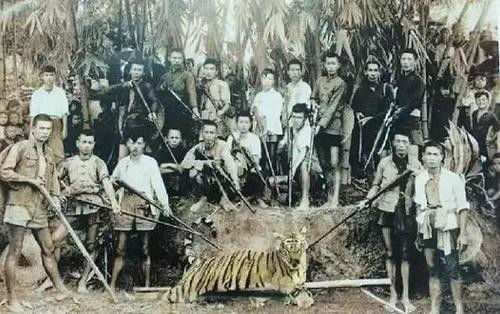 Truyền kỳ cụ ông 64 tuổi tay không giết hàng trăm con hổ, con nặng nhất 300 cân - Ảnh 1.
