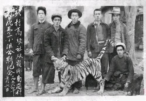 Truyền kỳ cụ ông 64 tuổi tay không giết hàng trăm con hổ, con nặng nhất 300 cân - Ảnh 2.
