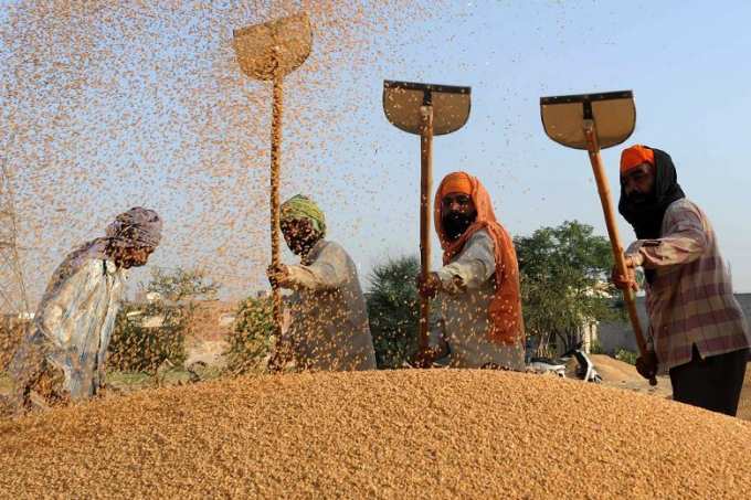 Ấn Độ bước vào vụ thu hoạch kỷ lục, giá gạo có thể giảm - Ảnh 2.