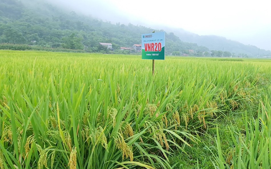 Hòa Bình: Cấy lúa VNR 20, nông dân phấn khởi nhìn ruộng đẹp như tranh, năng suất cao hơn 15%