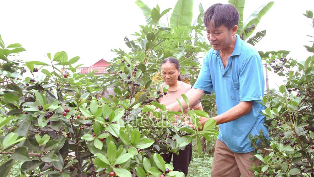 Trồng loại quả lạ màu đen sì, thơm, ngọt lạ, một ông nông dân Bắc Giang tiền túi lúc nào cũng rủng rỉnh - Ảnh 1.