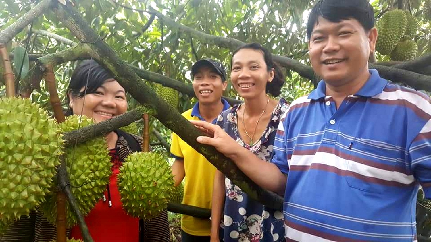 Nhiều doanh nghiệp đang làm “bà đỡ” hỗ trợ thu mua trái cây cho nông dân trong đại dịch Covid-19 - Ảnh 1.