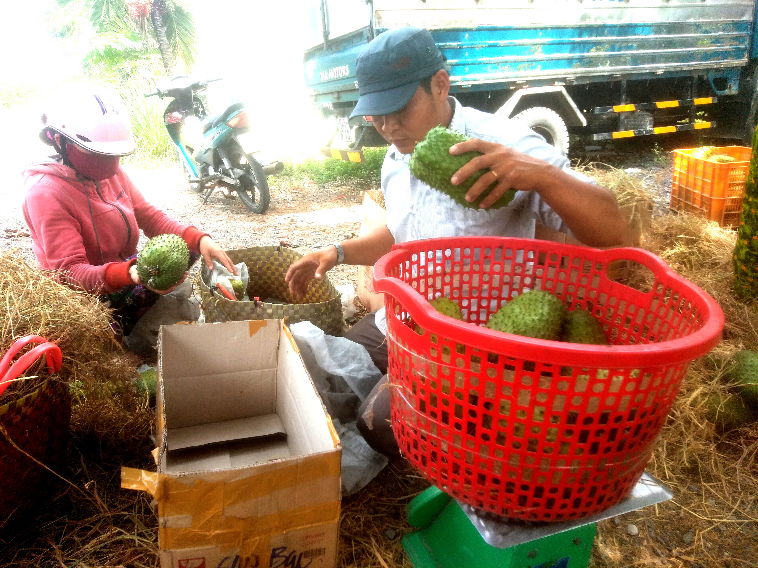 Nhiều doanh nghiệp đang làm “bà đỡ” hỗ trợ thu mua trái cây cho nông dân trong đại dịch Covid-19 - Ảnh 4.