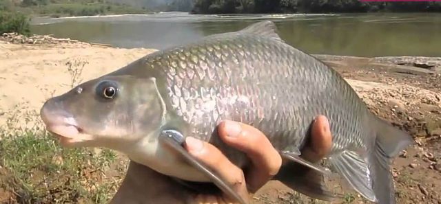 5 loài cá cực hiếm được ví là &quot;ngũ quý hà thủy&quot;, có tiền chưa chắc đã mua được là những loại nào? - Ảnh 2.