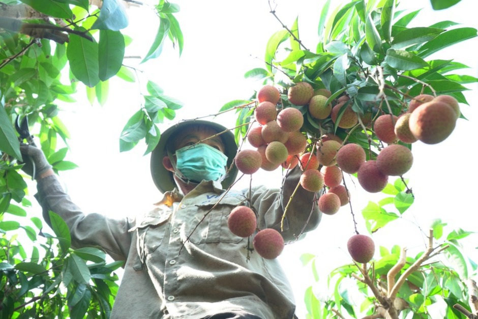 Bắc Giang: Vải thiều bị ép giá xuống 2.000 đồng/kg là không đúng sự thật - Ảnh 2.