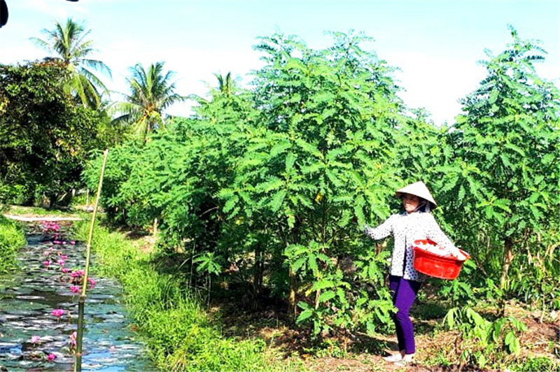 Hậu Giang: Trồng 2 loài cây dại, 1 cây mọc dưới mương, 1 cây mọc trên bờ, hái bông bán kiếm bộn tiền - Ảnh 1.