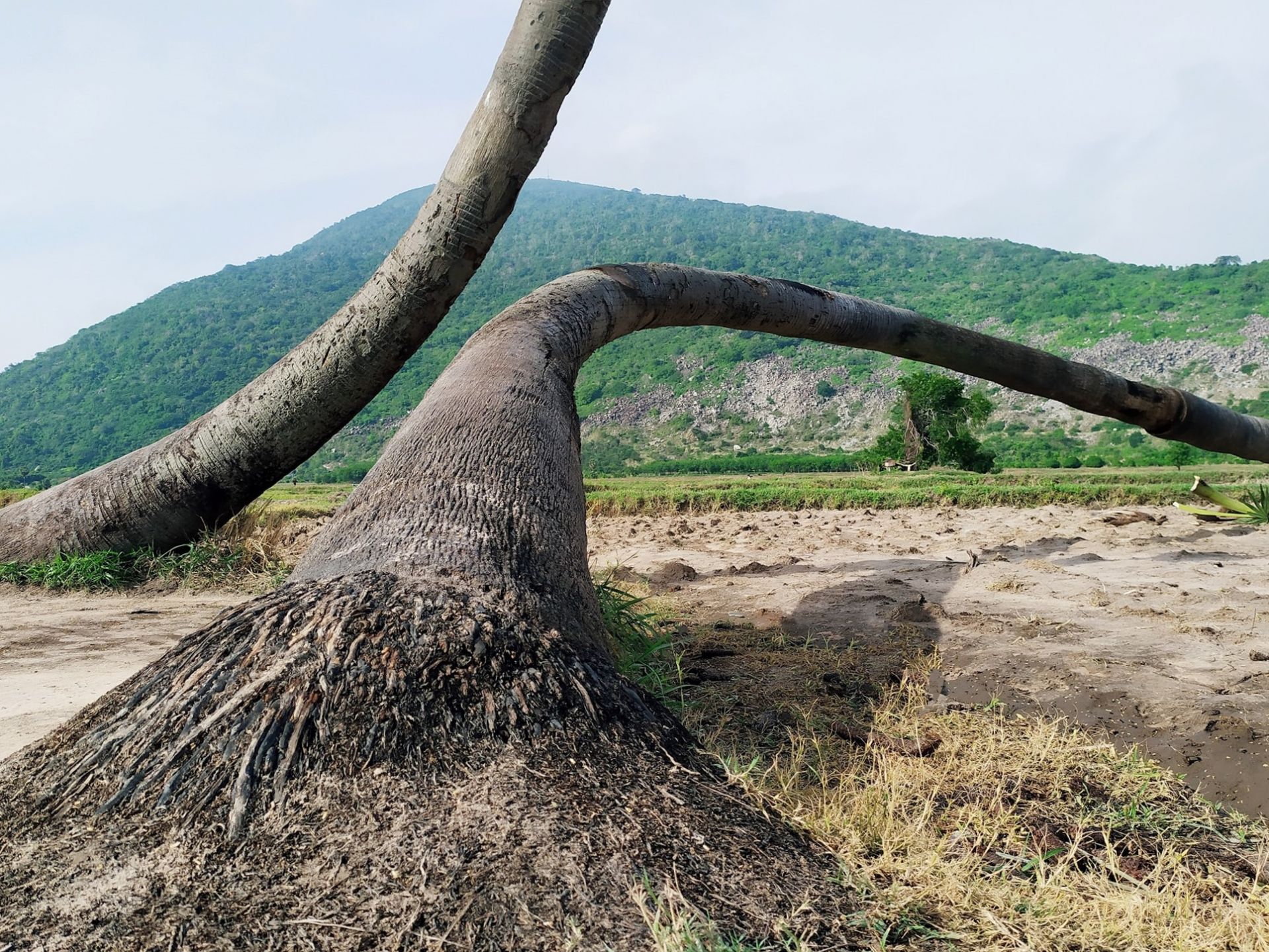 Tây Ninh: Bất ngờ &quot;cây tình yêu&quot; lại sống bên nhau trọn đời trong sự hồi hộp như muốn &quot;rụng tim&quot; của nhiều người - Ảnh 5.