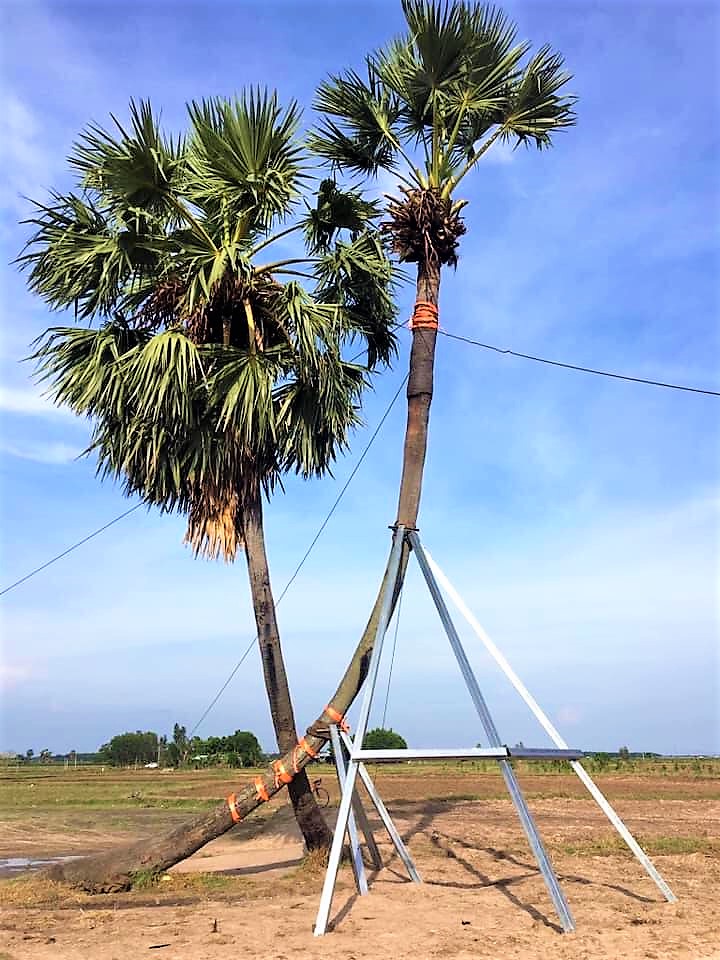 Tây Ninh: Bất ngờ &quot;cây tình yêu&quot; lại sống bên nhau trọn đời trong sự hồi hộp như muốn &quot;rụng tim&quot; của nhiều người - Ảnh 8.