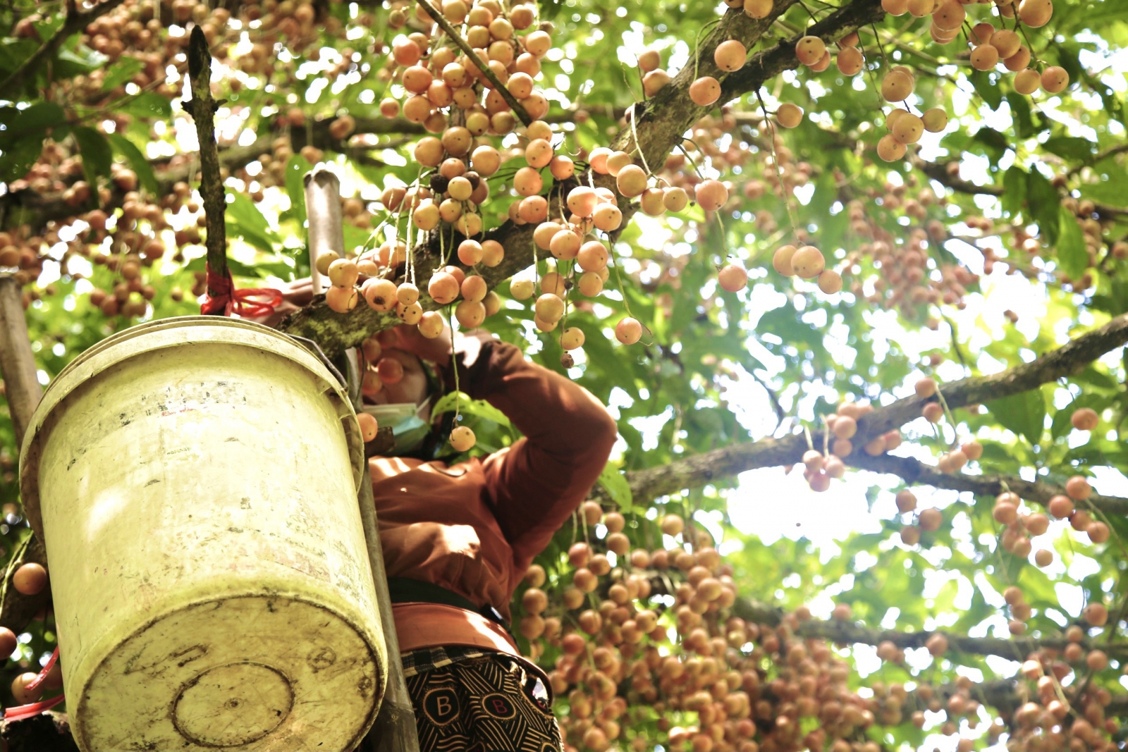 Hà Tĩnh: Loại quả mọc chi chít từ gốc đến ngọn, thương lái phải đến tận vườn đặt mua? - Ảnh 7.