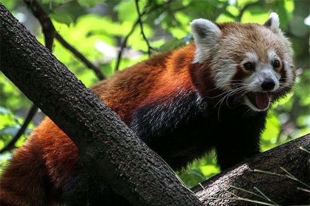 Dãy Himalaya hình thành thế nào, mỗi năm cao thêm bao nhiêu? - Ảnh 4.