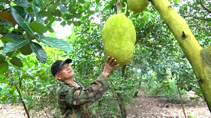 Giá mít còn 500 đồng/kg, chủ vườn đau đớn làm điều này  - Ảnh 2.