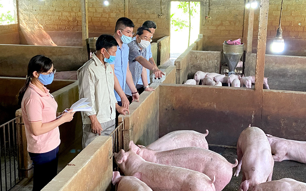 Tuyên Quang: Xử lý chất thải chăn nuôi lợn kiểu này, xử lý đến đâu sạch đến đó