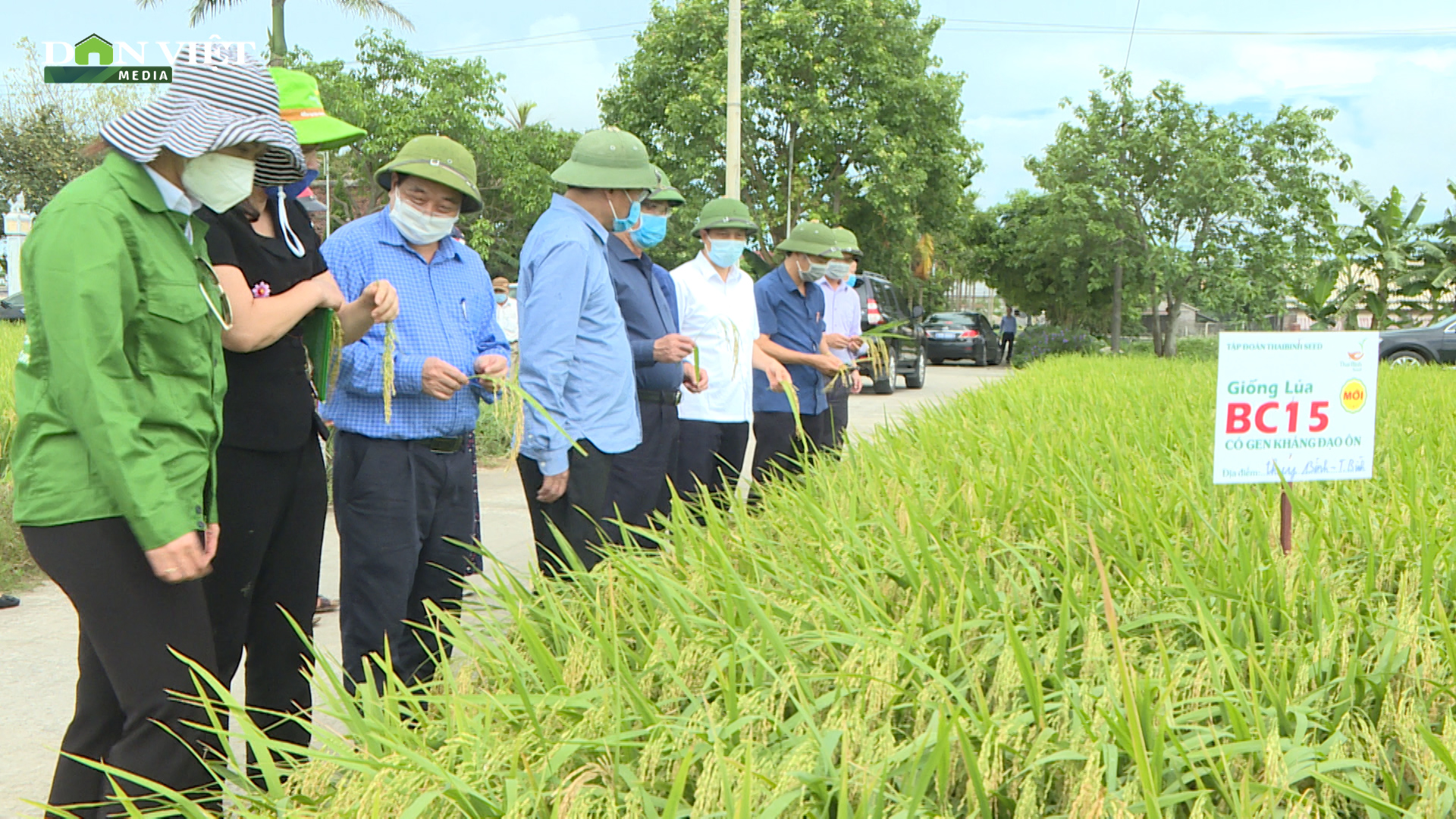 Giống BC15 mới có gen kháng bệnh đạo ôn  - Ảnh 2.