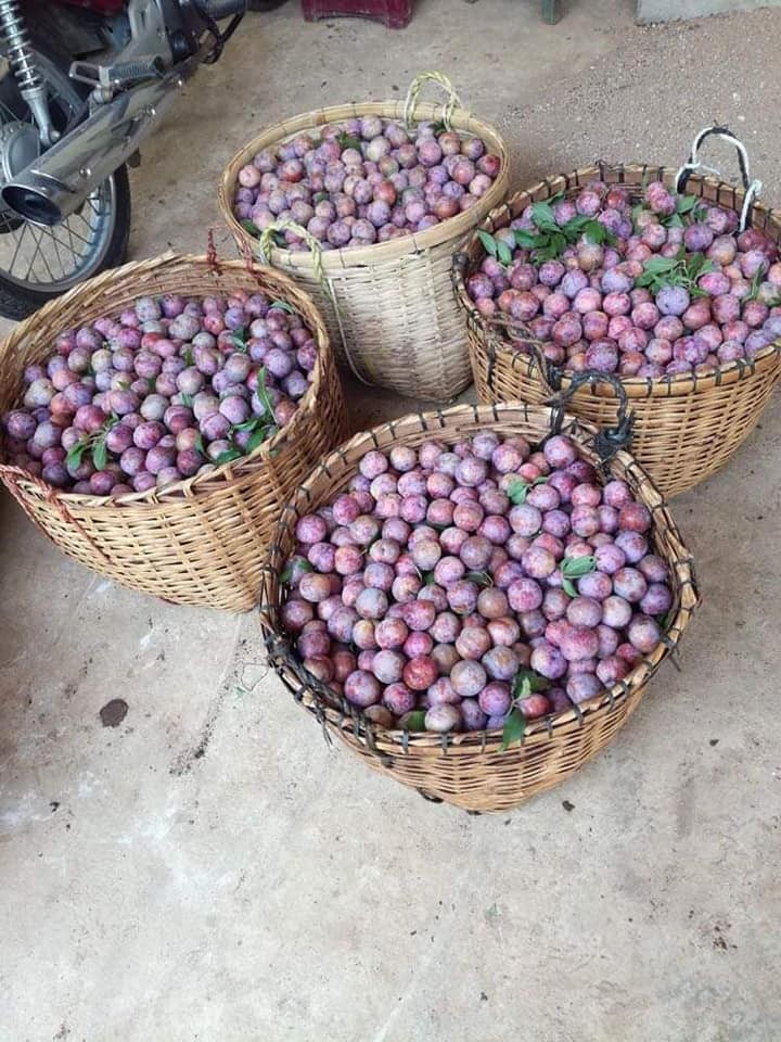 Đáng buồn: Sấu non, xoài hạt lép, vải đầu mùa... và những đặc sản đang vào vụ mà đua nhau rớt giá - Ảnh 11.