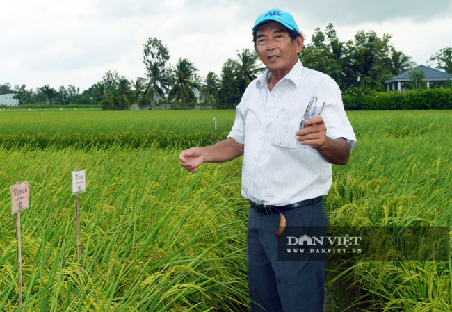 Bảo vệ thương hiệu gạo ST25 trước doanh nghiệp nước ngoài: Vừa phản đối vừa xúc tiến đăng ký - Ảnh 1.