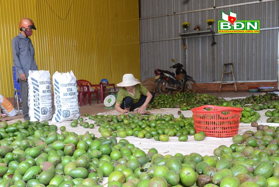 Đắk Nông: Mới vào đầu vụ hái trái bơ mà nông dân đã lo ngay ngáy, làm thế nào để bán hàng chục ngàn tấn? - Ảnh 2.