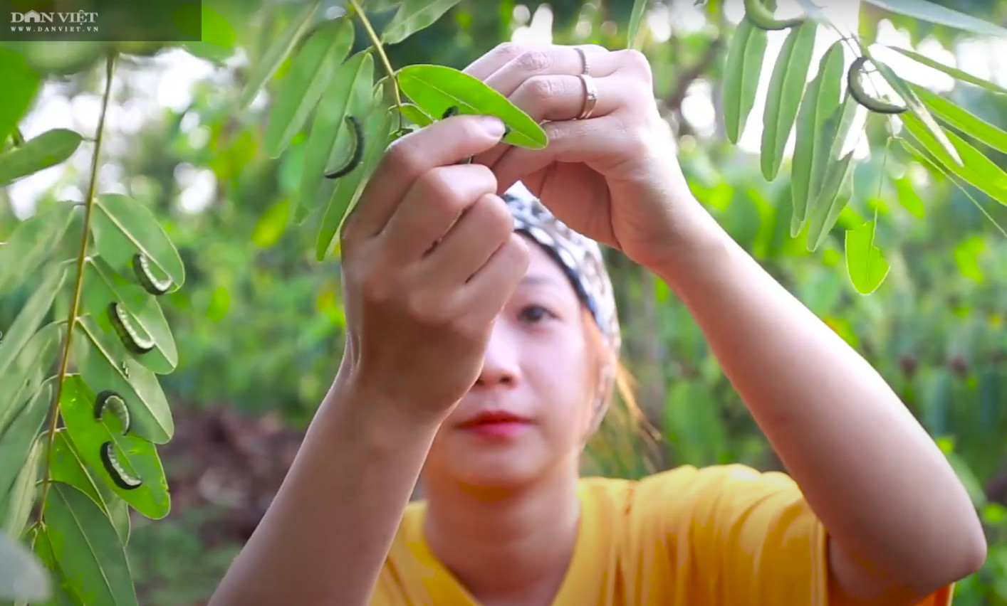 Xuất hiện loại &quot;tôm trời&quot; khiến người dân Tây Nguyên đổ xô đi tìm và bán ra với giá đắt đỏ - Ảnh 3.