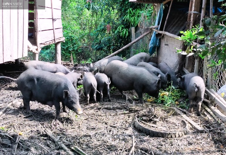 Bình Định: Giống heo nhìn bên ngoài đen như cục than, nhưng... &quot;đầu ra có bao nhiêu, tiêu thụ bấy nhiêu&quot; - Ảnh 3.