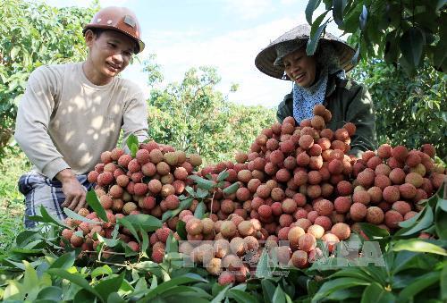 Vải thiều Hải Dương sẽ được bán trên 4 sàn thương mại điện tử: Alibaba, Voso, Sendo và Lazad từ 15/5