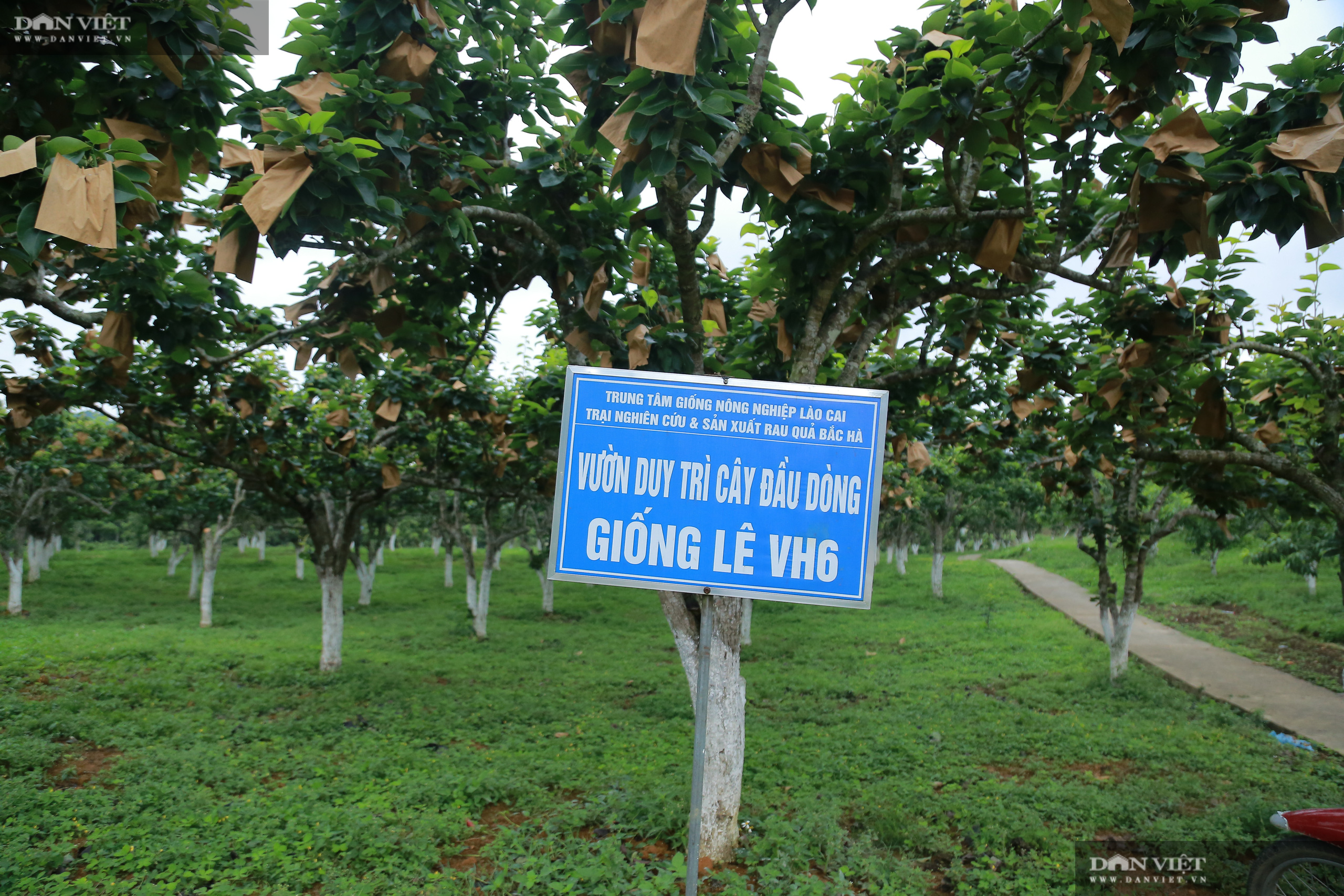 Chủ tịch Hội Nông dân Việt Nam thăm trại nghiên cứu cây ăn quả đặc sản ở biên giới - Ảnh 4.