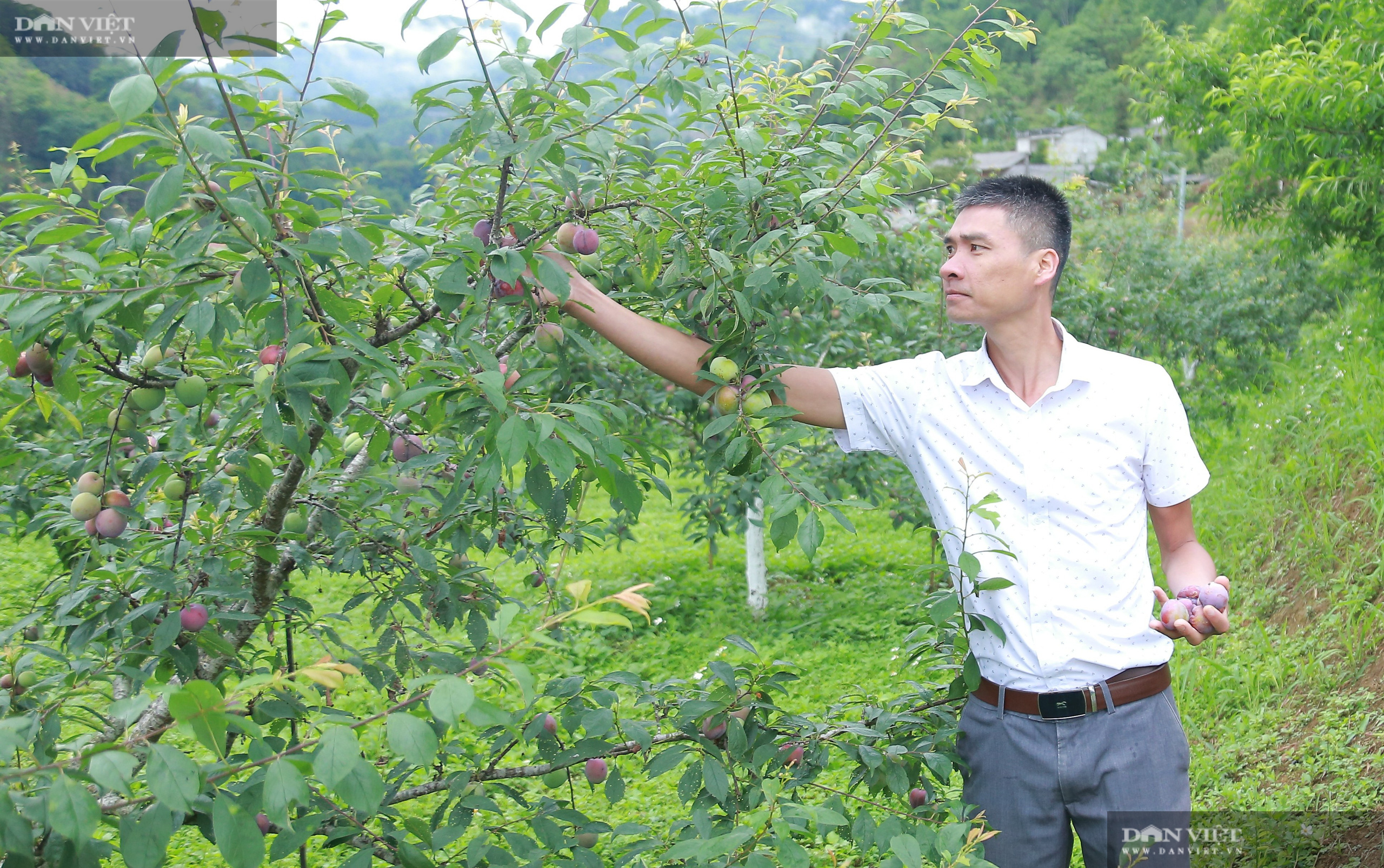 Chủ tịch Hội Nông dân Việt Nam thăm trại nghiên cứu cây ăn quả đặc sản ở biên giới - Ảnh 7.