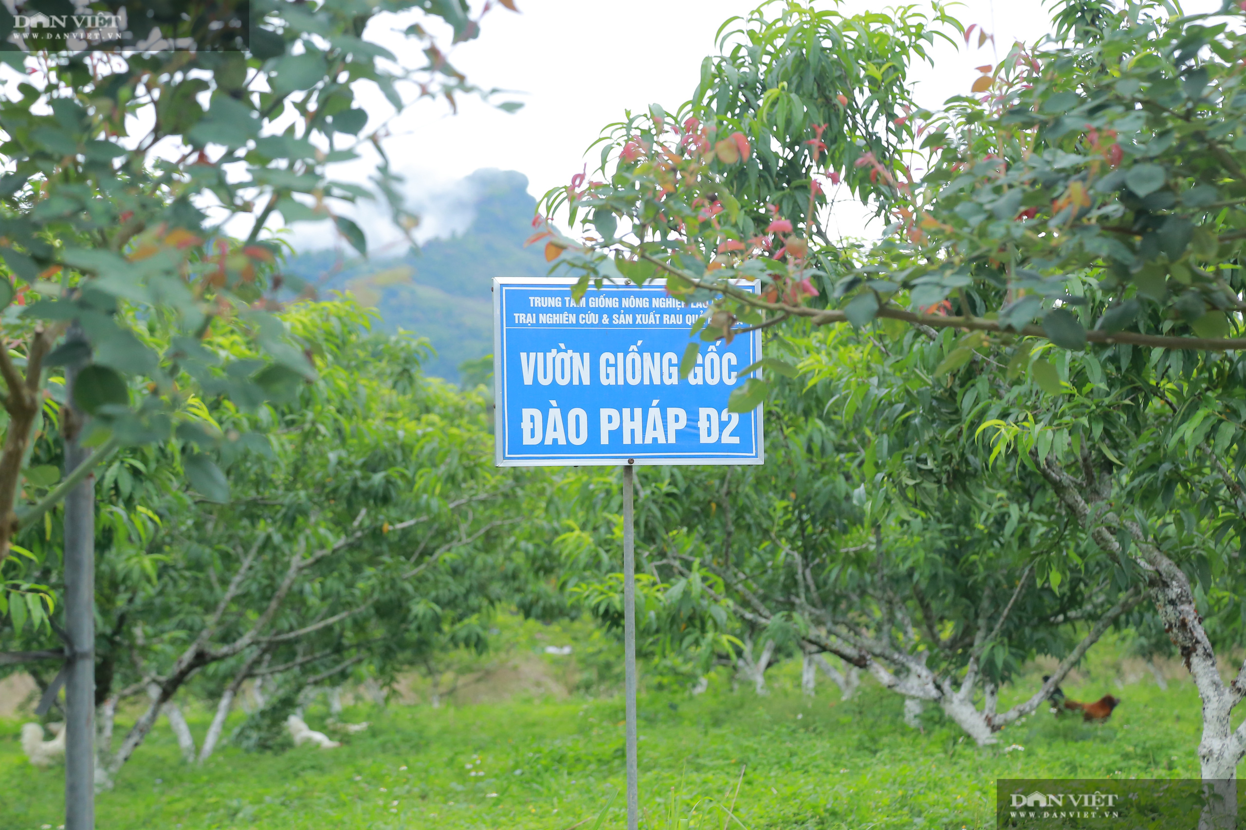 Chủ tịch Hội Nông dân Việt Nam thăm trại nghiên cứu cây ăn quả đặc sản ở biên giới - Ảnh 8.