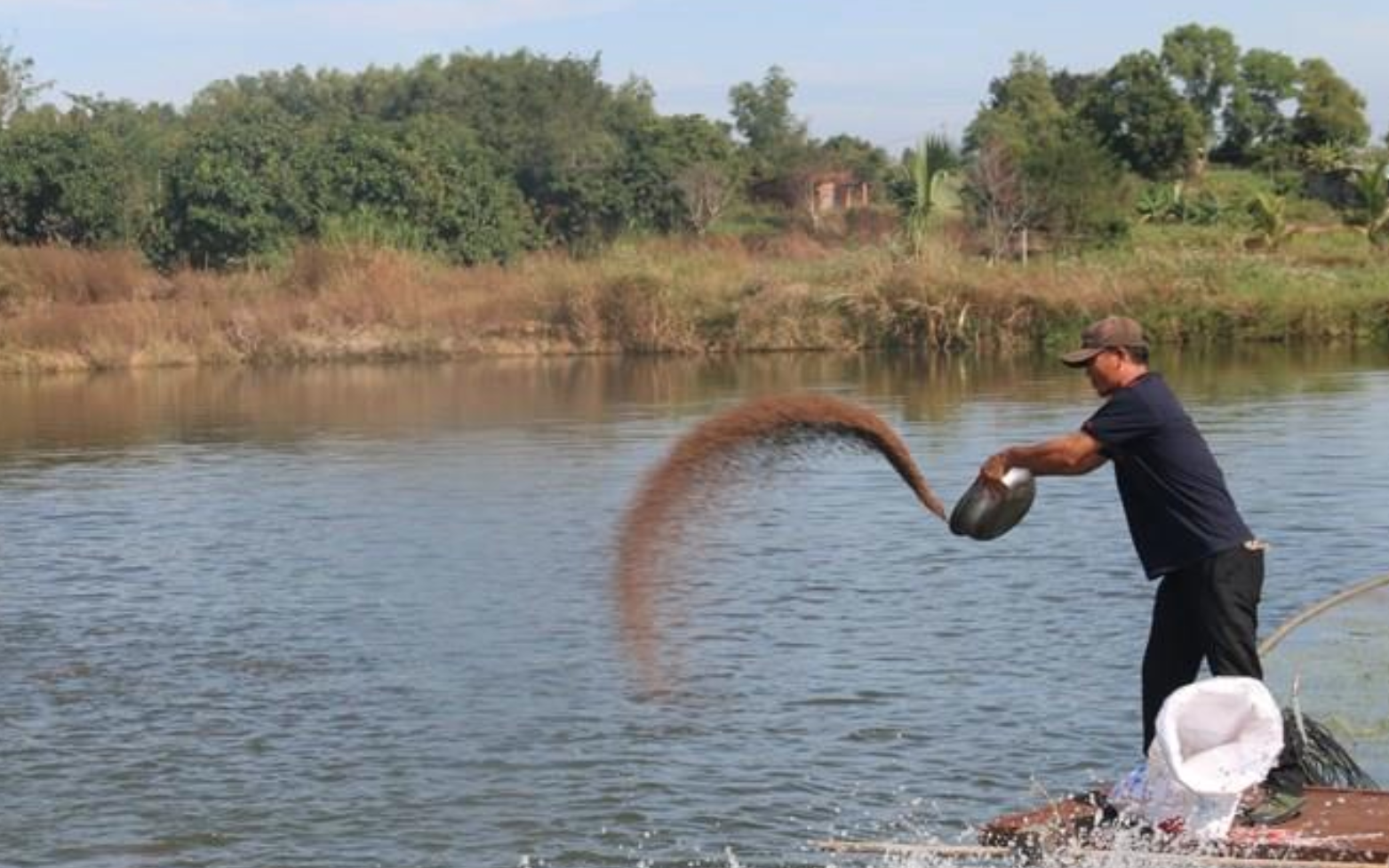 Giá cá hôm nay 7/5: Giá cá tra "dậm chân tại chỗ", cá thát lát đang thời hoàng kim