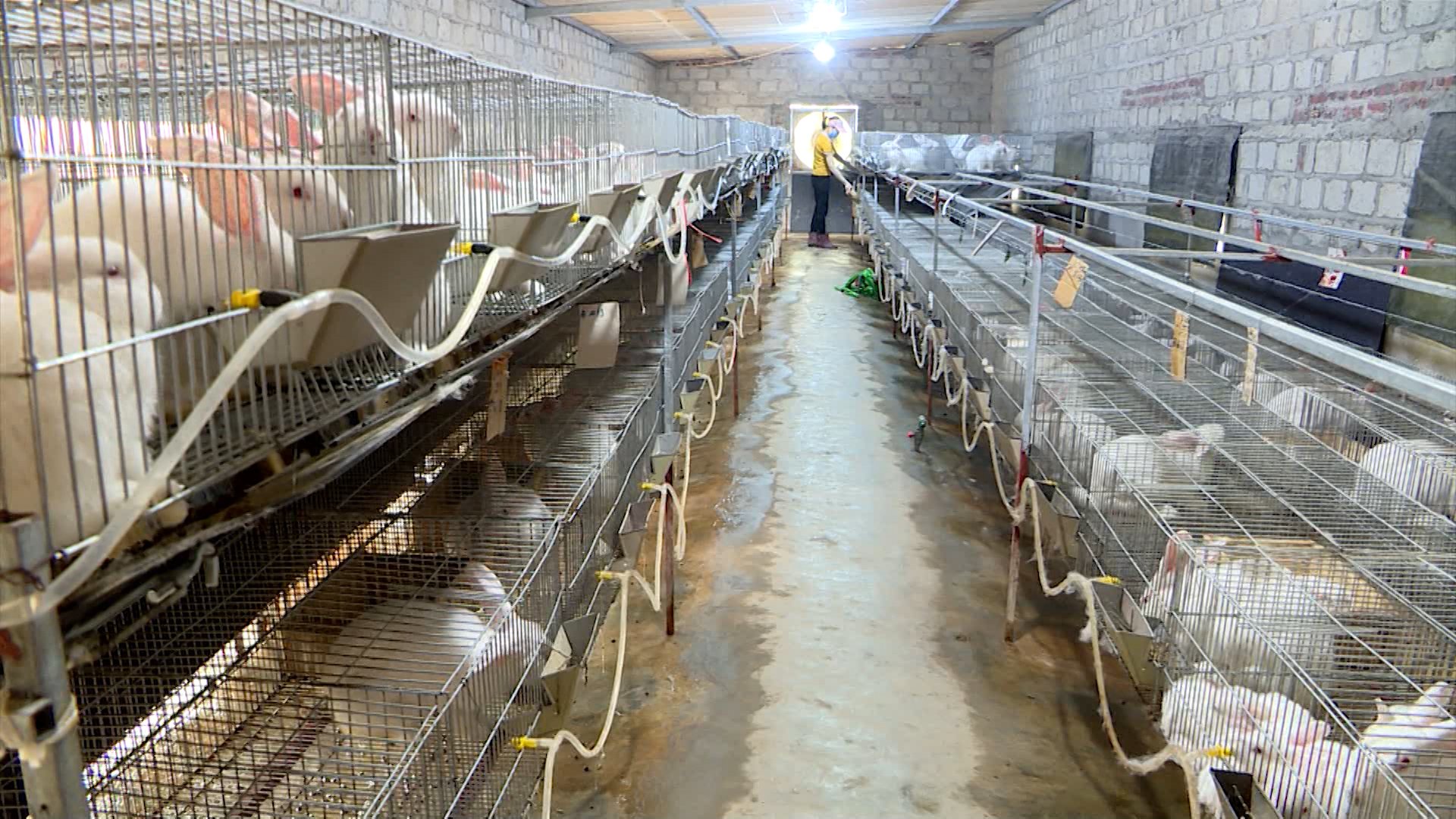 Kỹ thuật nuôi thỏ thịt tại nhà  Báo Dân tộc và Phát triển
