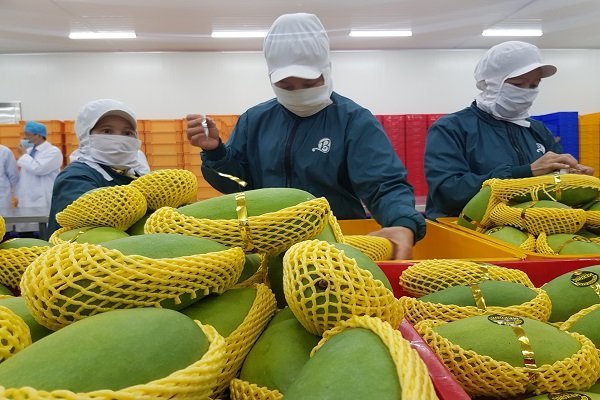 Tiền Giang: Bằng cách nào, doanh nghiệp này mỗi ngày xuất khẩu 70 tấn thanh long, xoài giữa đại dịch covid-19?  - Ảnh 2.