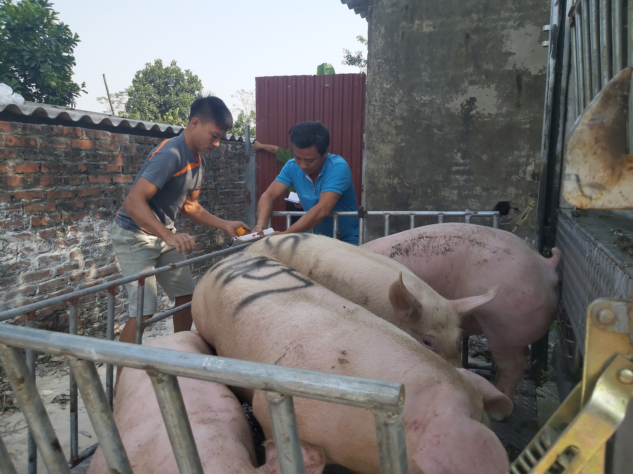 Giá thức ăn chăn nuôi tăng chóng mặt, giá heo hơi giảm, Bộ NNPTNT yêu cầu các doanh nghiệp làm ngay điều này - Ảnh 1.