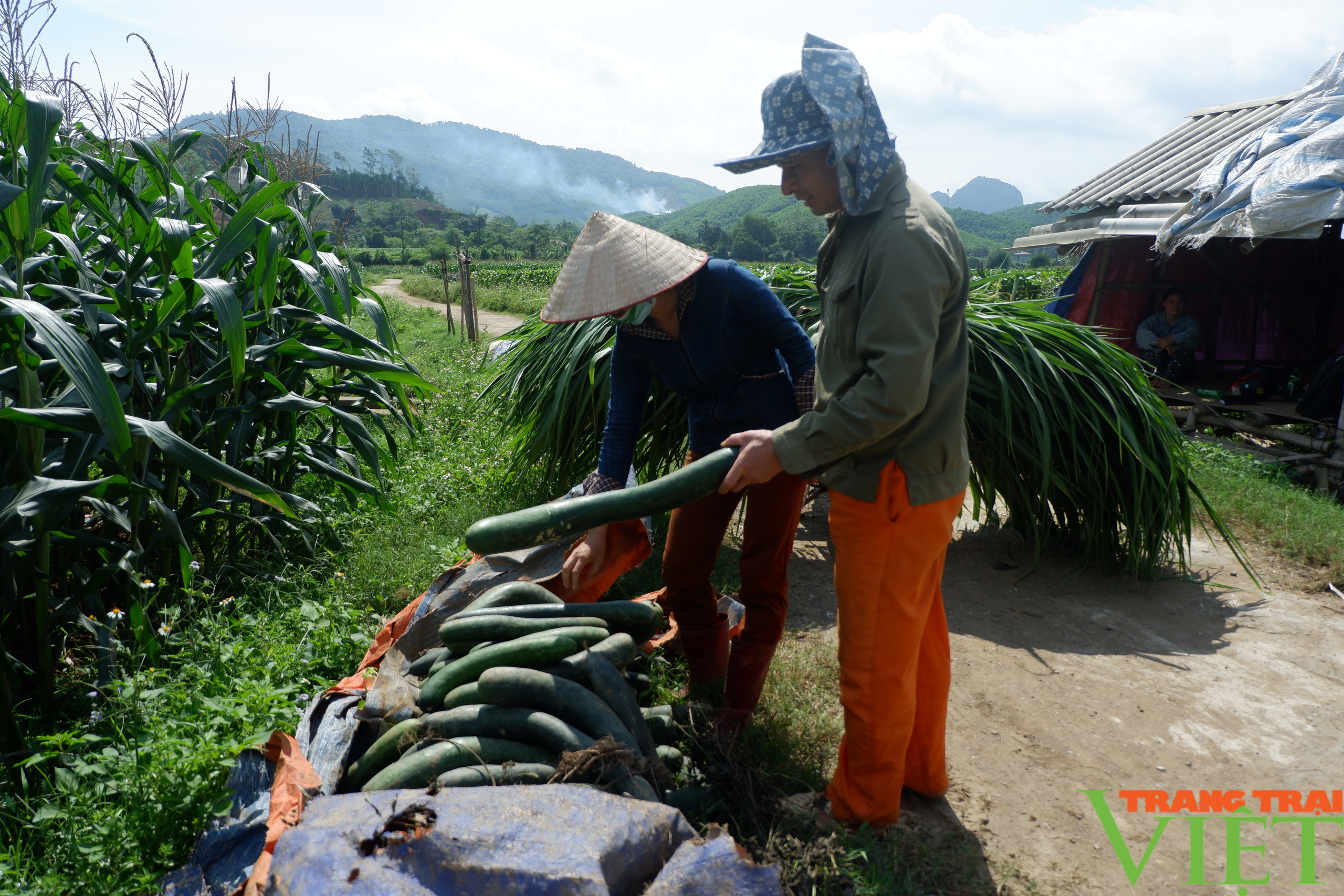 CLIP: Tại huyện Kim Bôi, giá bí xanh &quot;chạm đáy, chỉ 2.000 đồng/kg, nông dân &quot;khóc ròng&quot; - Ảnh 2.