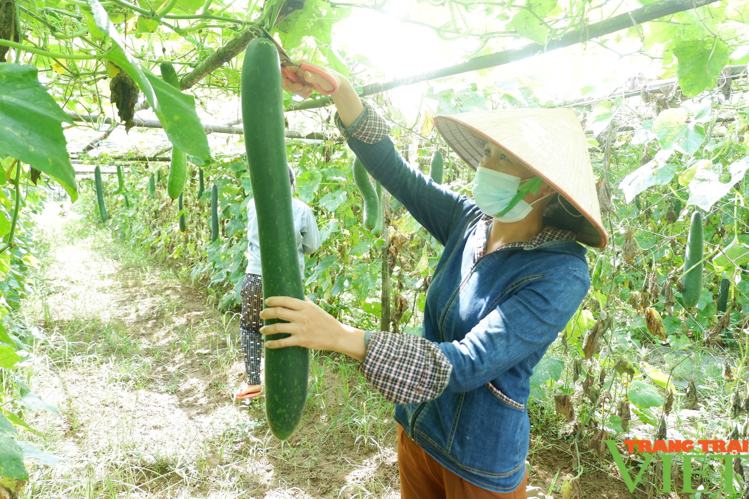 CLIP: Tại huyện Kim Bôi, giá bí xanh &quot;chạm đáy, chỉ 2.000 đồng/kg, nông dân &quot;khóc ròng&quot; - Ảnh 6.