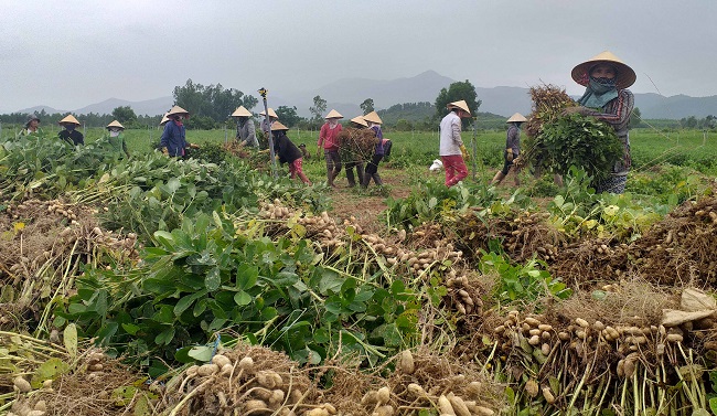 Bình Định: Trồng thứ cây ra hoa vàng &quot;chui&quot; xuống đất thành ra củ, nhổ gốc lên nhà nào cũng kêu trúng mùa được giá - Ảnh 1.