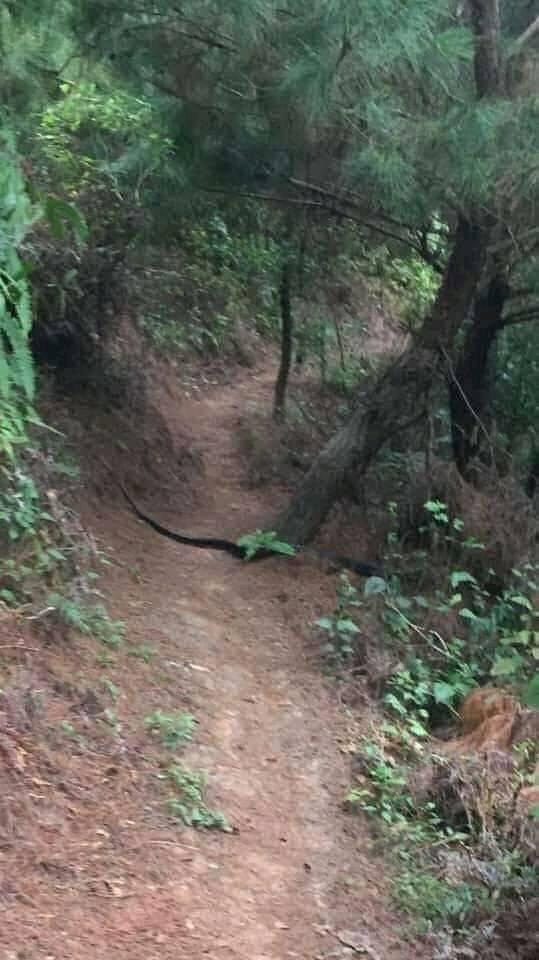 Sơn La: Xuất hiện rắn hổ mang khủng tại đồi thông Phù Yên - Ảnh 1.
