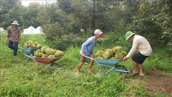 Vì sao giá sầu riêng đầu mùa tăng cao, nhưng niềm vui của nông dân ở nơi này &quot;bị trừ&quot; đi 1 nửa? - Ảnh 4.