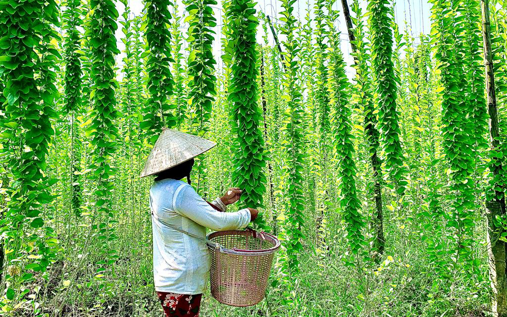 An Giang: Lạ, trồng thứ cây cho leo cao, vườn đẹp như phim, càng nắng nóng hái lá bán càng đắt hàng