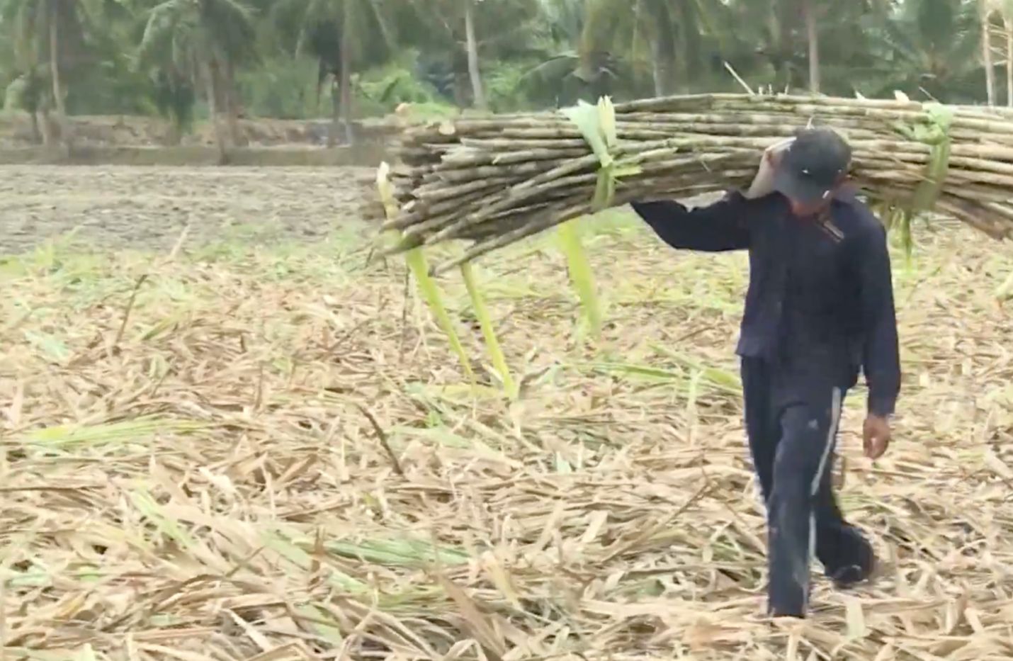 Nhà máy đường gặp khó, nông dân chịu khổ vì đường lậu - Ảnh 2.